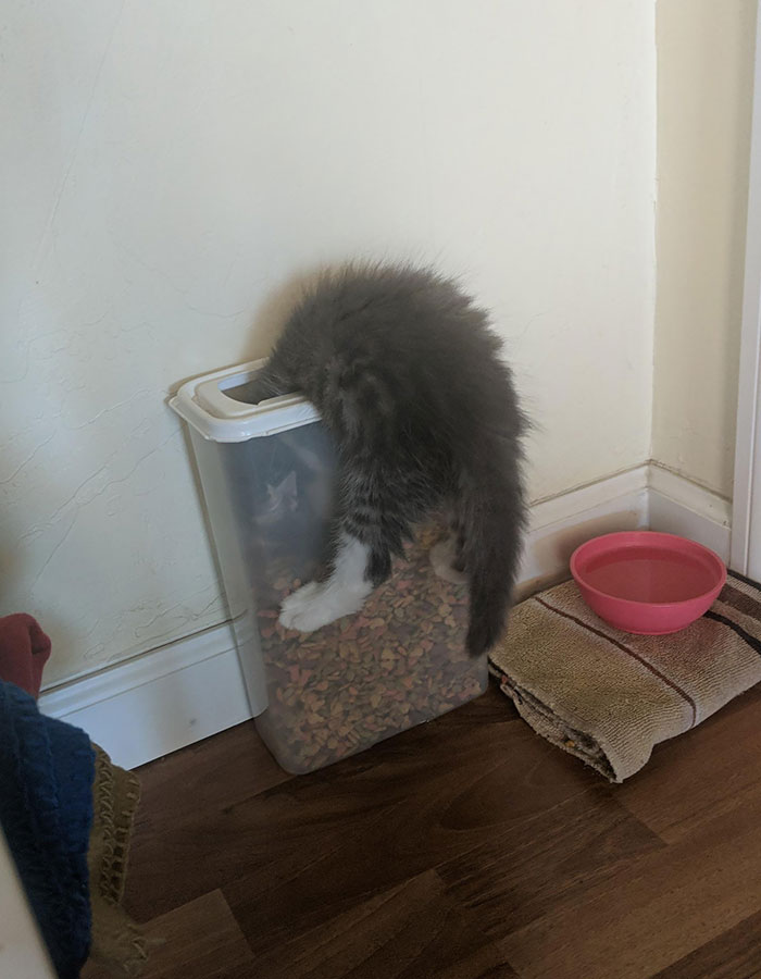 Kitten Decided I Wasn’t Feeding Him Enough And Went Ahead And Got Stuck