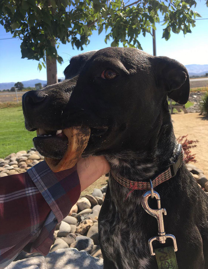 This Was The Day Rosie Learned What Regret Was. We Were At The Vet Because She Had A Bone Stuck Around Her Jaw And They Had To Sedate Her And Cut It Off