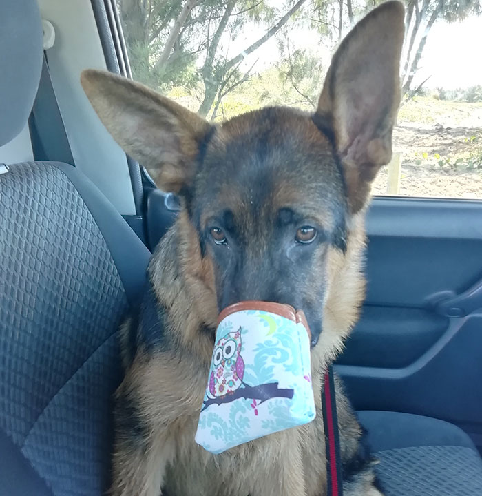 He Tried To Steal Treats And His Face Got Stuck