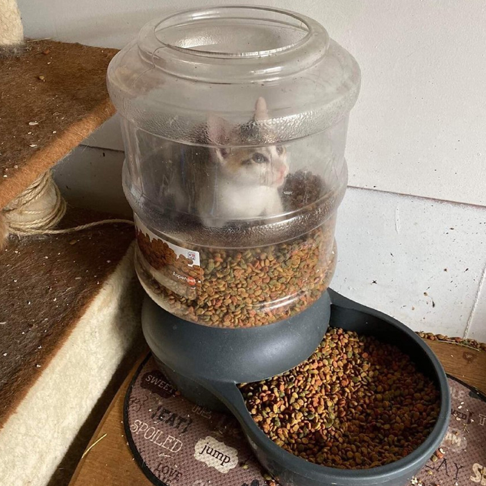39 Poor Animals Who Ran Out Of Luck And Got Stuck While Eating
