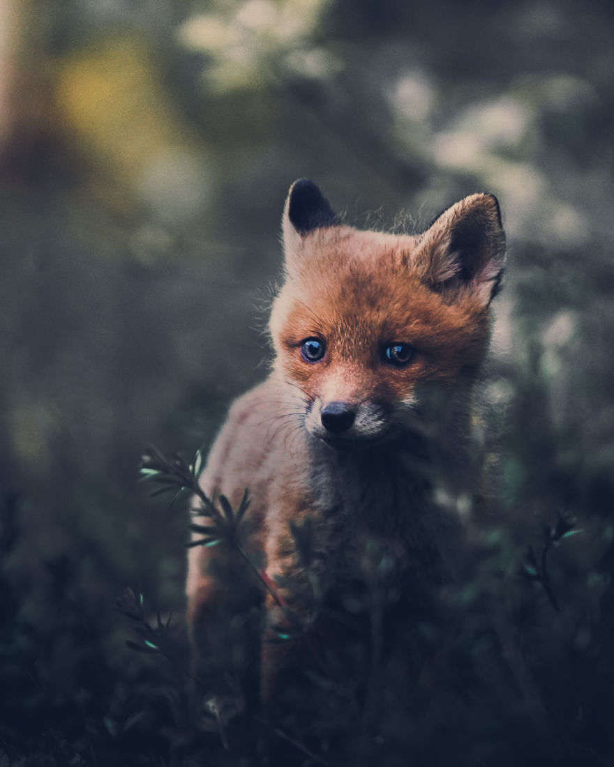 Wildlife-Photography-Red-Foxes-Finland-Ian-Granstrom