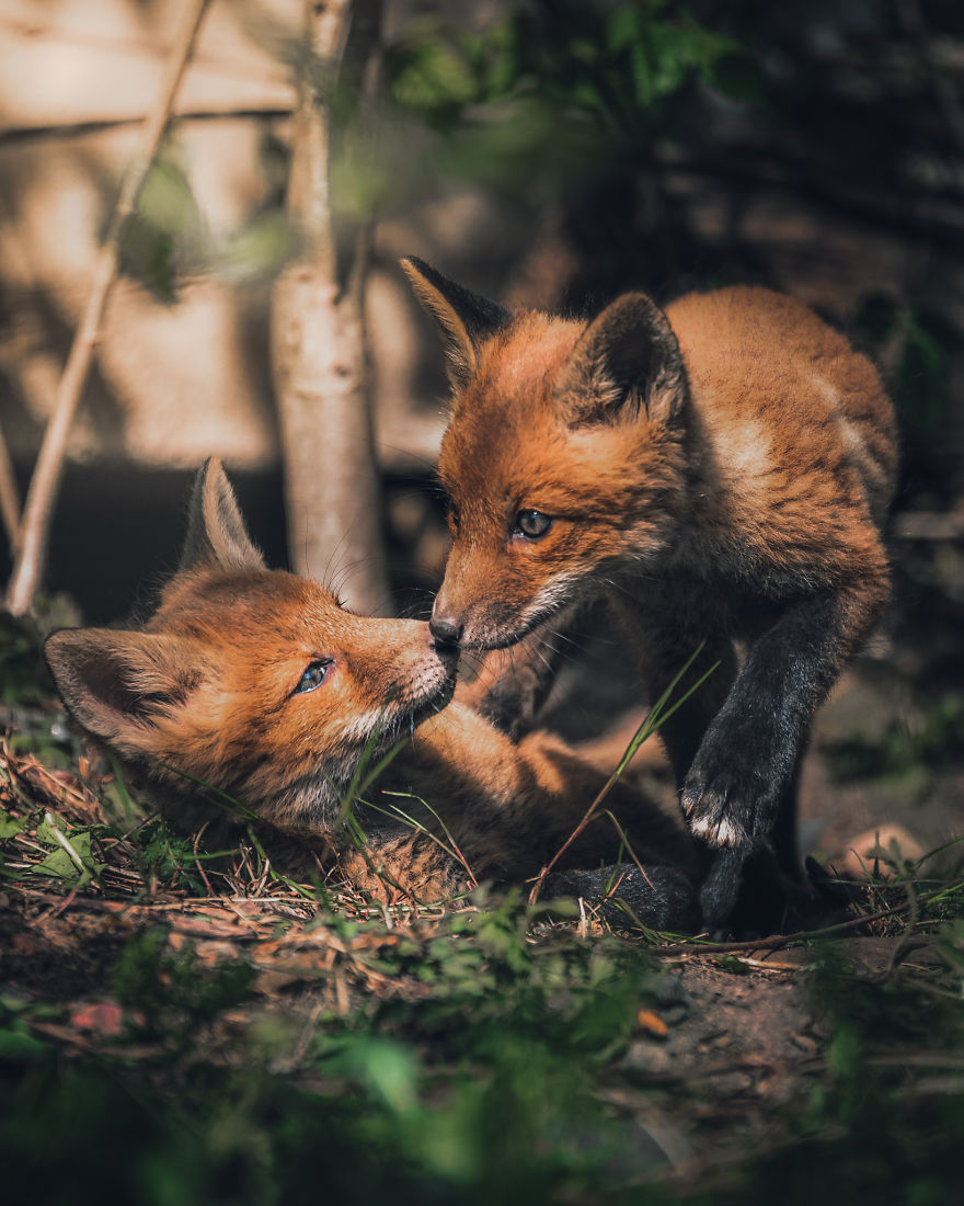 Wildlife-Photography-Red-Foxes-Finland-Ian-Granstrom