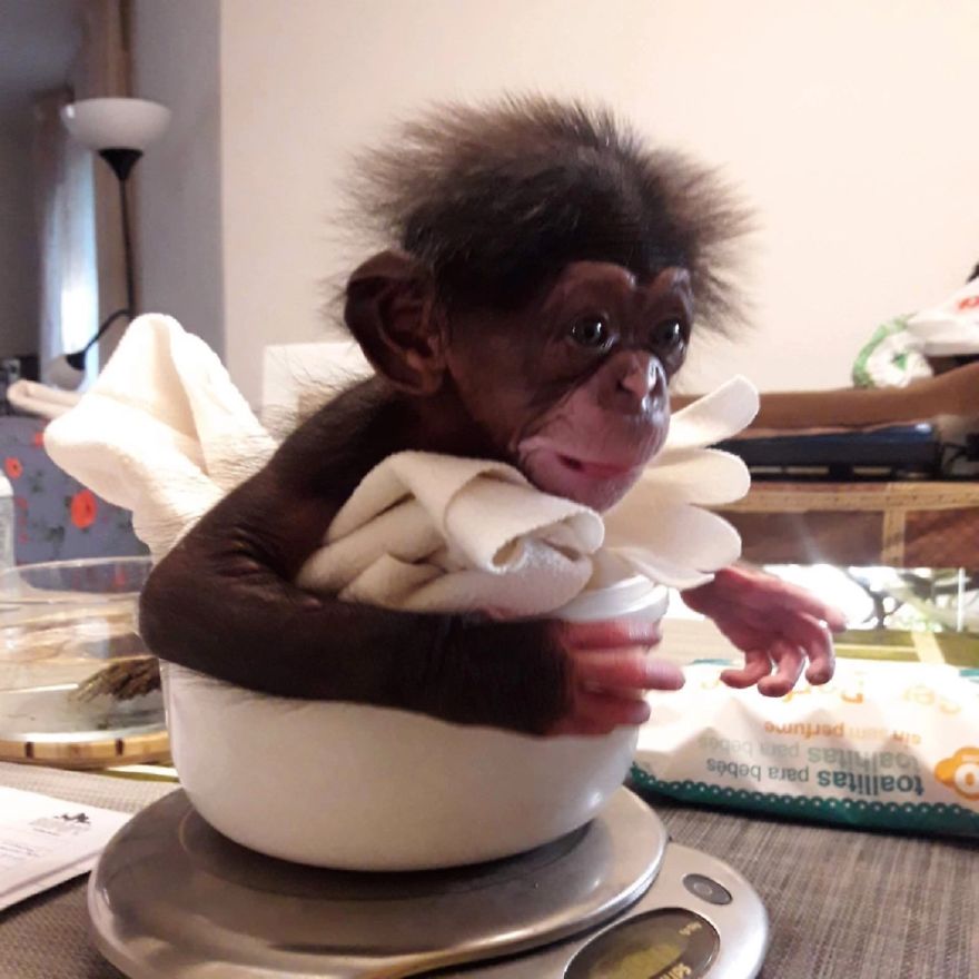 Baby Chimp Cuddles With A Plush Monkey After Being Rejected By His Mother, Finds A New Family