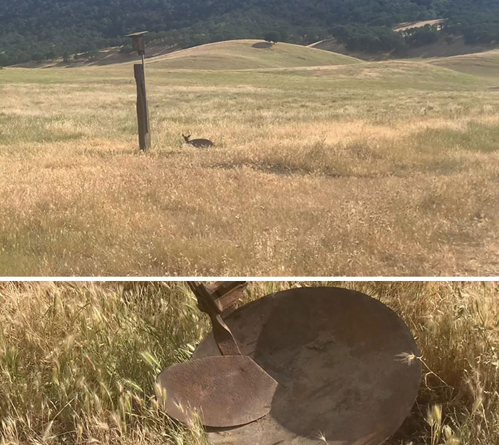 Was So Excited To See A Baby Deer On My Hike