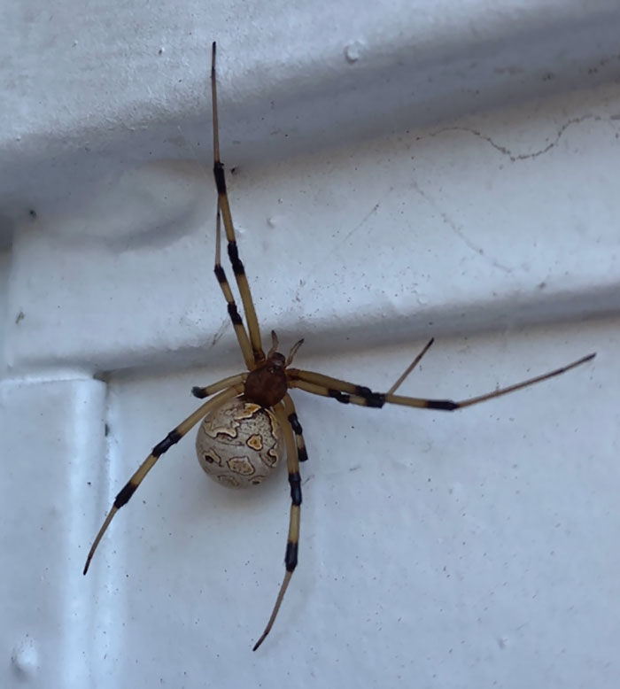 This Spider Hanging Out Near My Front Gate Latch Has An Abdomen That Looks Like A Map Of The World