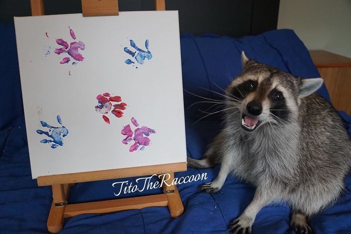 Proud Raccoon Artists Are Posing Next To Their Paintings And They Look So Happy Proud Raccoon Artists Are Posing Next To Their Paintings And They Look So Happy