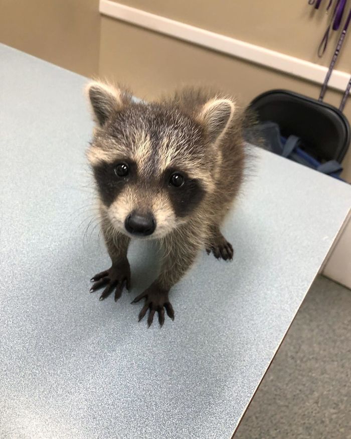 Proud Raccoon Artists Are Posing Next To Their Paintings And They Look So Happy Proud Raccoon Artists Are Posing Next To Their Paintings And They Look So Happy