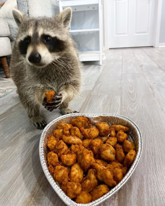 Proud Raccoon Artists Are Posing Next To Their Paintings And They Look So Happy Proud Raccoon Artists Are Posing Next To Their Paintings And They Look So Happy