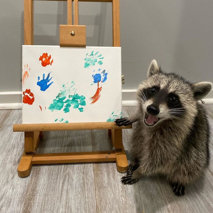 Proud Raccoon Artists Are Posing Next To Their Paintings And They Look So Happy Proud Raccoon Artists Are Posing Next To Their Paintings And They Look So Happy