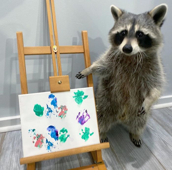 Proud Raccoon Artists Are Posing Next To Their Paintings And They Look So Happy Proud Raccoon Artists Are Posing Next To Their Paintings And They Look So Happy