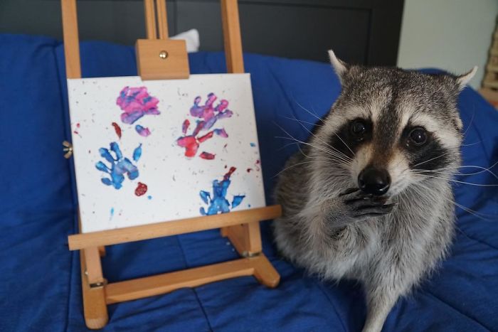 Proud Raccoon Artists Are Posing Next To Their Paintings And They Look So Happy Proud Raccoon Artists Are Posing Next To Their Paintings And They Look So Happy