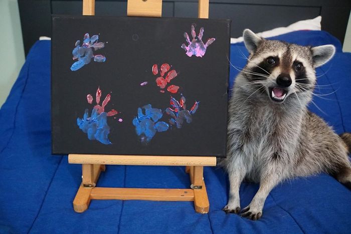 Proud Raccoon Artists Are Posing Next To Their Paintings And They Look So Happy Proud Raccoon Artists Are Posing Next To Their Paintings And They Look So Happy