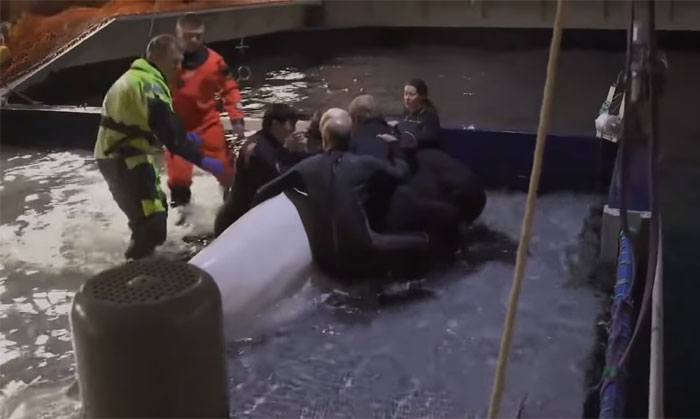 Two Beluga Whales Are Rescued From Performing As Show Animals In China, And Their Smiles Say It All