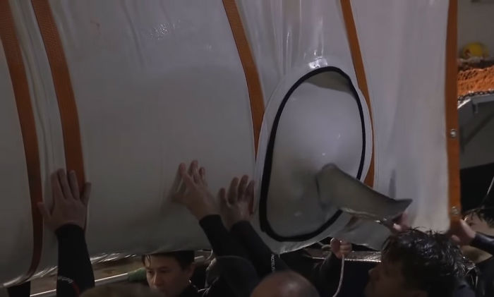 Two Beluga Whales Are Rescued From Performing As Show Animals In China, And Their Smiles Say It All