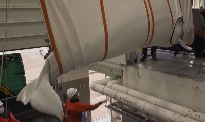 Two Beluga Whales Are Rescued From Performing As Show Animals In China, And Their Smiles Say It All