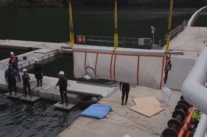 Two Beluga Whales Are Rescued From Performing As Show Animals In China, And Their Smiles Say It All