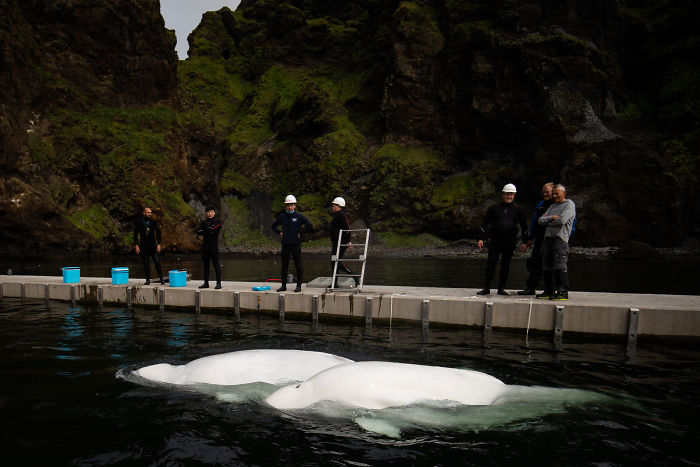 Two Beluga Whales Are Rescued From Performing As Show Animals In China, And Their Smiles Say It All