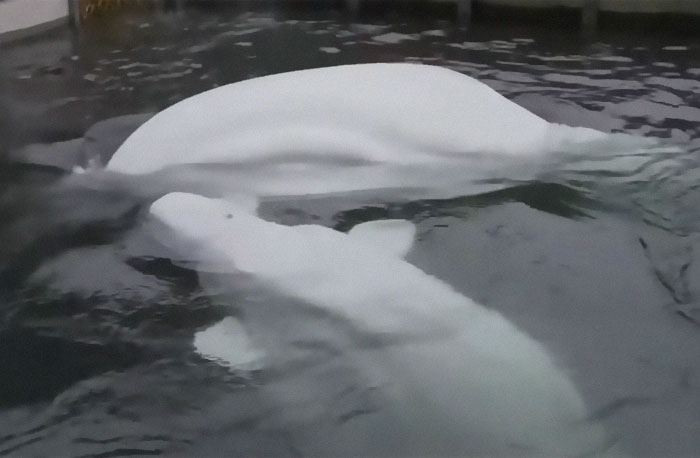 Two Beluga Whales Are Rescued From Performing As Show Animals In China, And Their Smiles Say It All