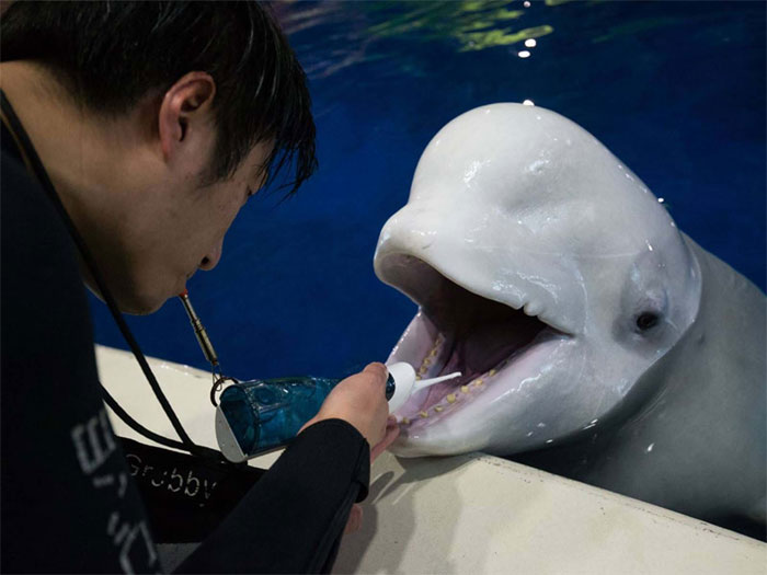 Two Beluga Whales Are Rescued From Performing As Show Animals In China, And Their Smiles Say It All Two Beluga Whales Are Rescued From Performing As Show Animals In China, And Their Smiles Say It All