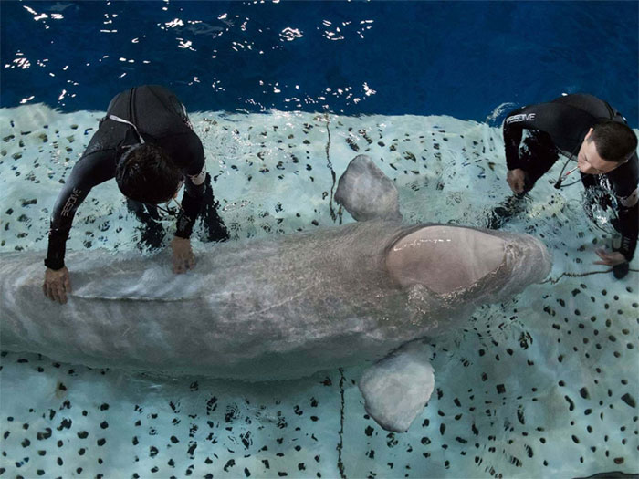 Two Beluga Whales Are Rescued From Performing As Show Animals In China, And Their Smiles Say It All Two Beluga Whales Are Rescued From Performing As Show Animals In China, And Their Smiles Say It All