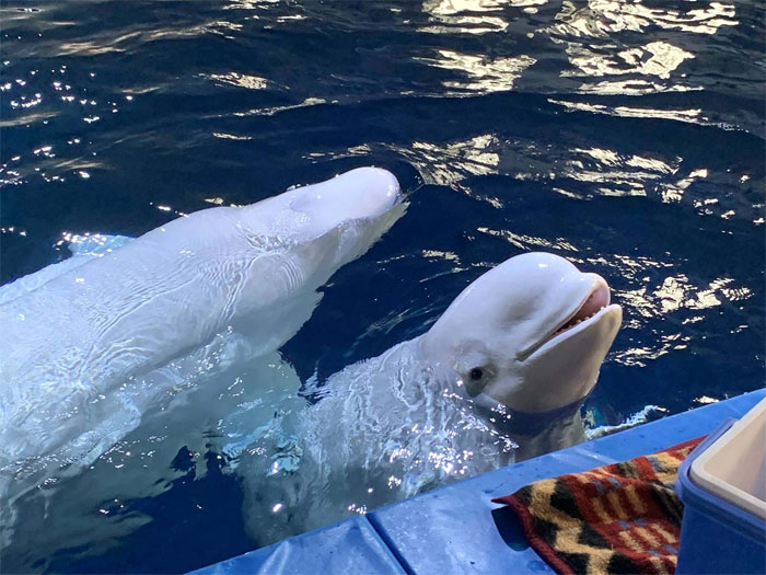Two Beluga Whales Are Rescued From Performing As Show Animals In China, And Their Smiles Say It All