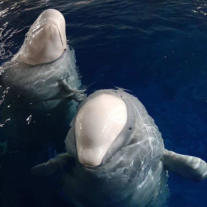Two Beluga Whales Are Rescued From Performing As Show Animals In China, And Their Smiles Say It All Two Beluga Whales Are Rescued From Performing As Show Animals In China, And Their Smiles Say It All