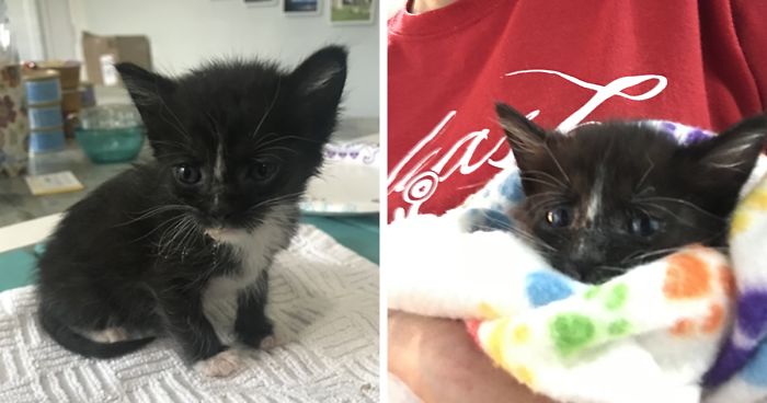 My 18 Pics Of Two Kittens That I Adopted During The Pandemic