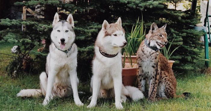 I Adopted Two Lynxes From A Fur Farm, Now I Live With 2 Big ‘Cats,’ 8 Dogs, And 3 Horses
