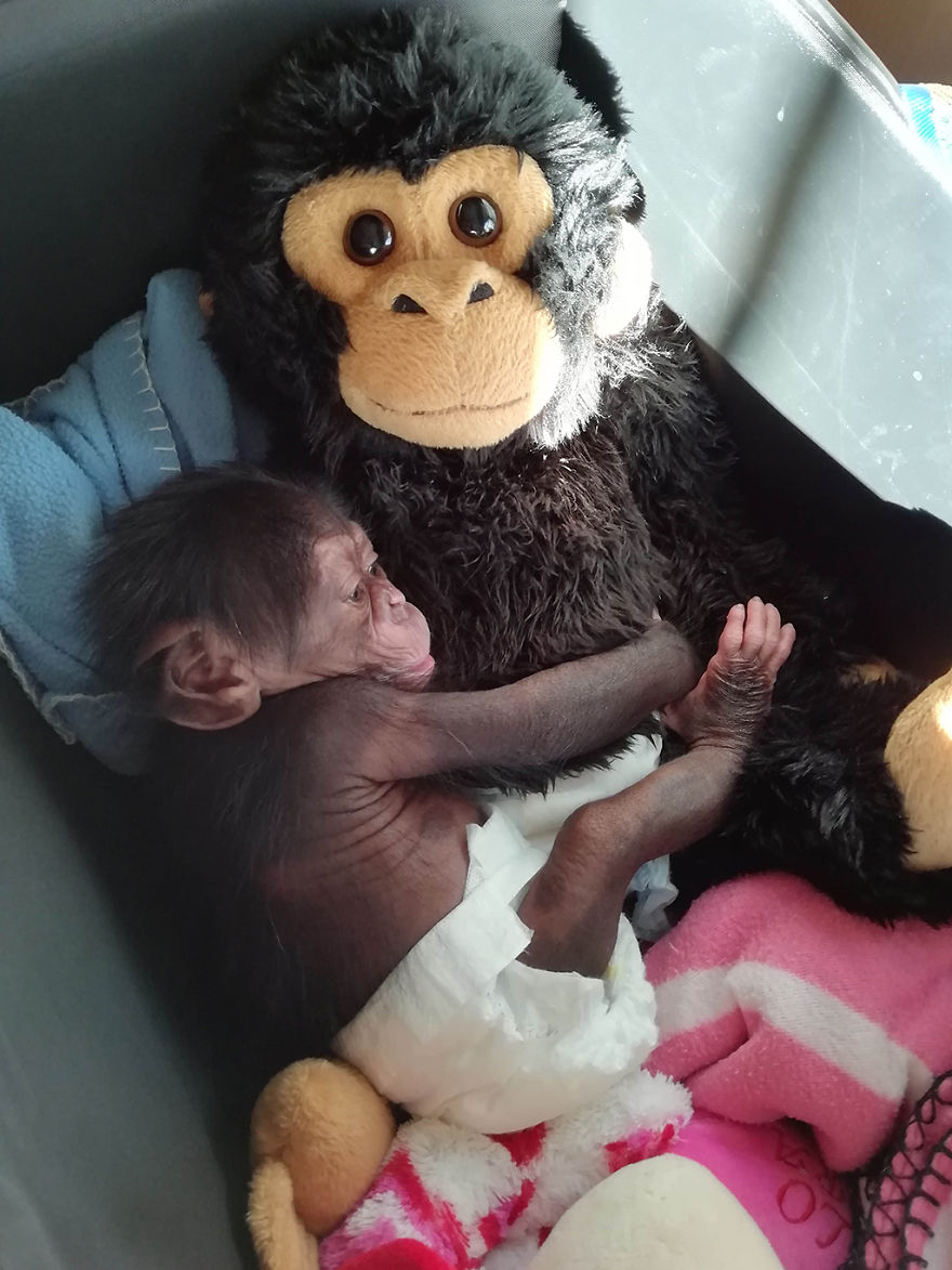 Baby Chimp Cuddles With A Plush Monkey After Being Rejected By His Mother, Finds A New Family Baby Chimp Cuddles With A Plush Monkey After Being Rejected By His Mother, Finds A New Family