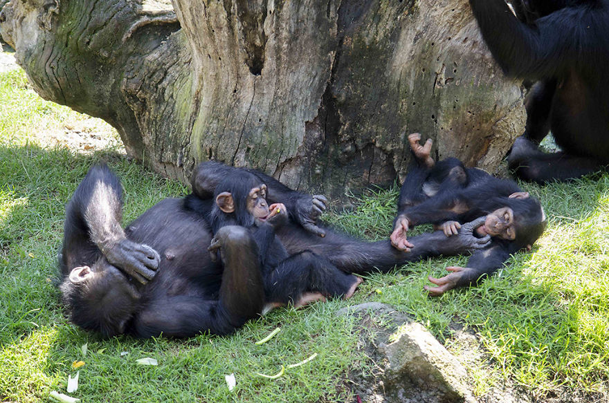 Baby Chimp Cuddles With A Plush Monkey After Being Rejected By His Mother, Finds A New Family