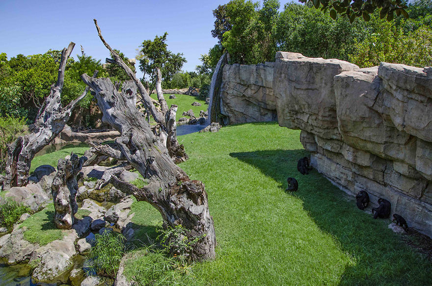 Baby Chimp Cuddles With A Plush Monkey After Being Rejected By His Mother, Finds A New Family Baby Chimp Cuddles With A Plush Monkey After Being Rejected By His Mother, Finds A New Family