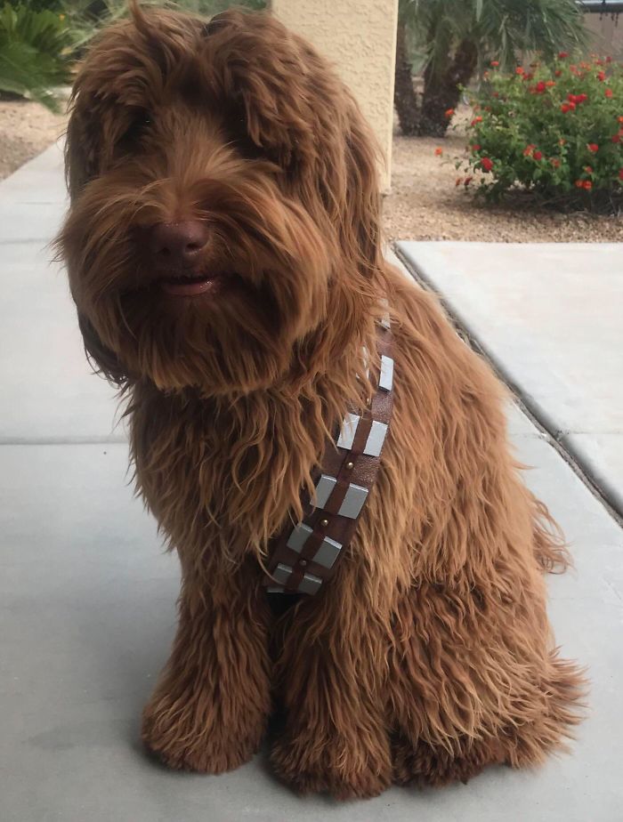 Chewbacca Cosplay