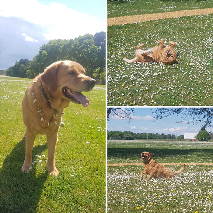 Took My Uncles Guide Dog For An "Off Work" Walk