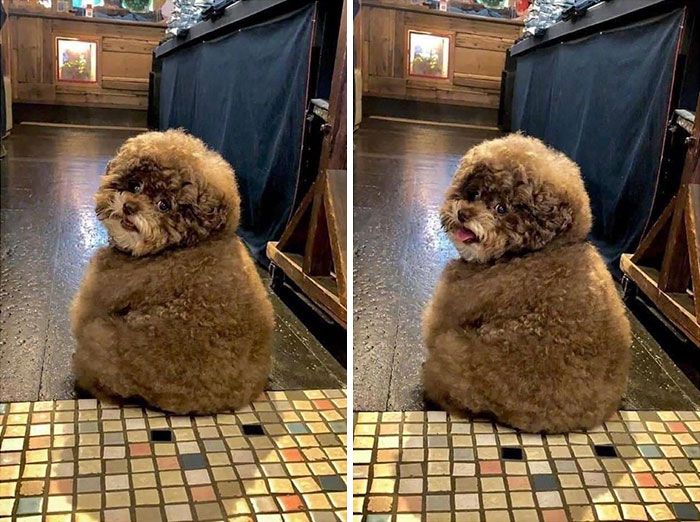 Just Saw This Dog On Twitter And You Need To See It Too