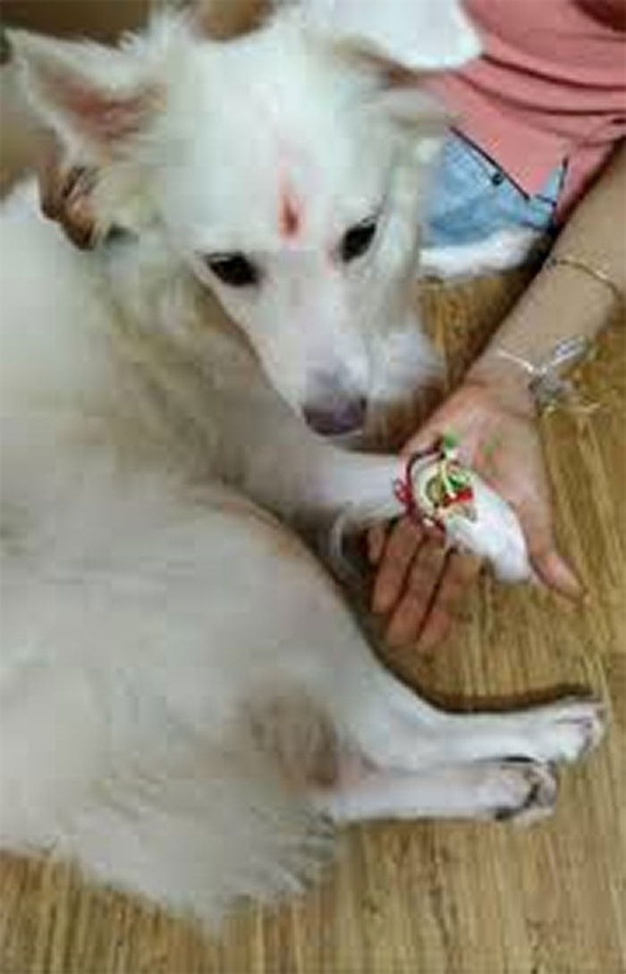 Rakhi Is A Festival In India Where Sisters Tie A Sacred Thread Around Their Brother's Wrists As A Symbol Of Their Love And The Brothers Promise To Protect Them And Always Have Their Backs. Since I Have No Siblings, I Celebrated It With My Pup Coz He's Always There For Me