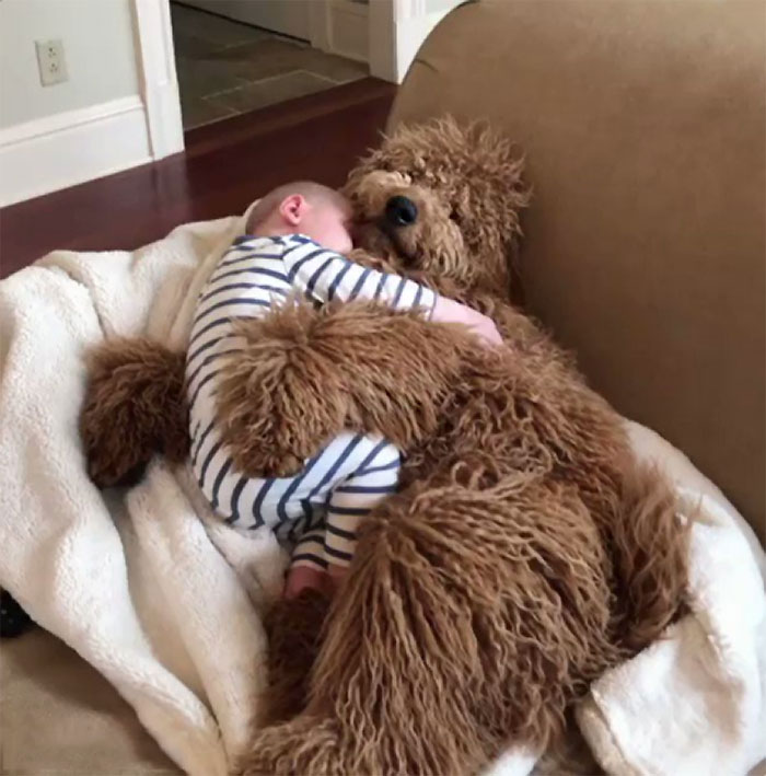 If You’ve Had A Rough Week Check Out Little Man Snoozing With His Very Good Boy