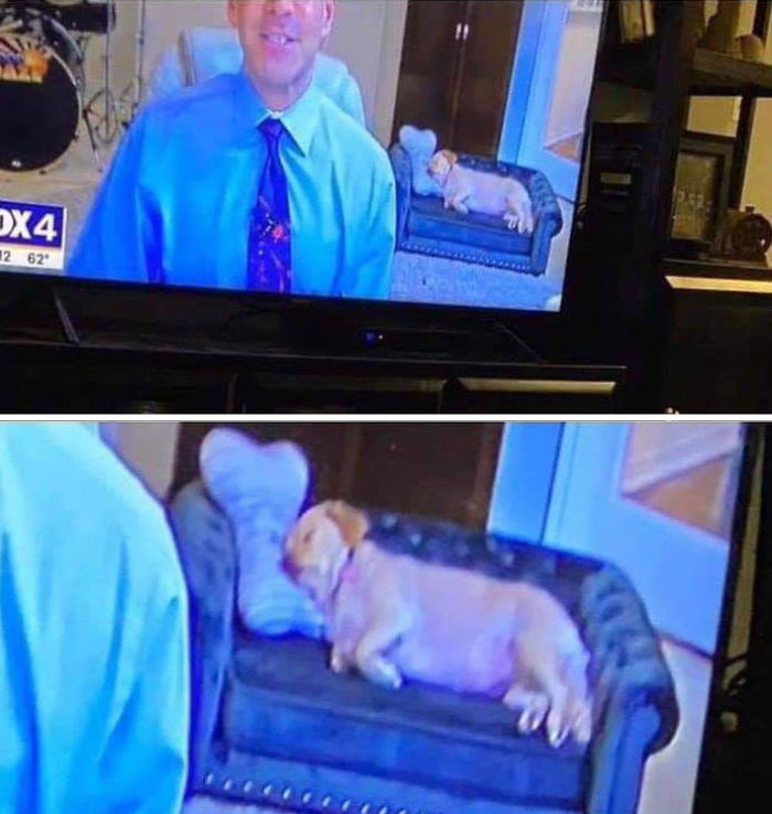 The Weather Man Dog Had A Small Dog Couch