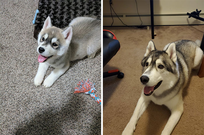 I Used To Drag Around A Stuffed Husky Toy. As Soon As I Graduated And Got A Job I Got A Dog. Now I Get Dragged Around By A Real Husky