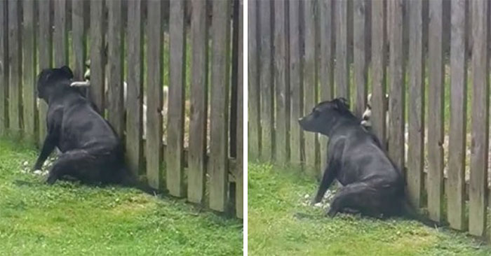 Dog Visits The Fence Every Day To Get A Massage From The Neighbor Pup