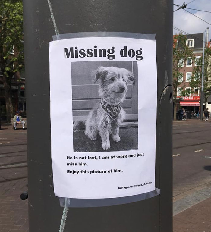 Missing Dog