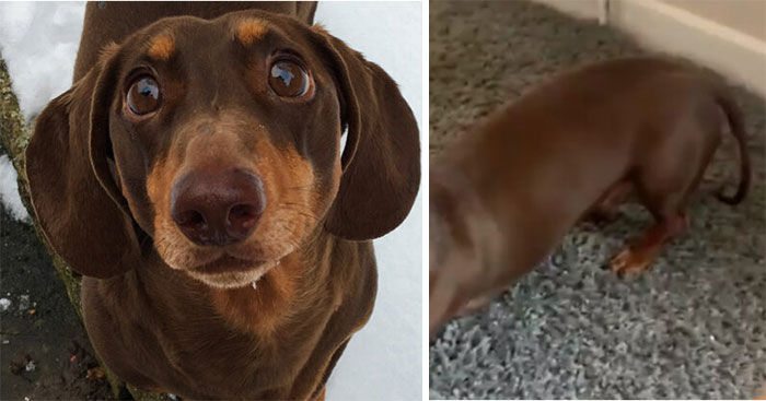 His Name Is Rolo And He Is A Dachshund