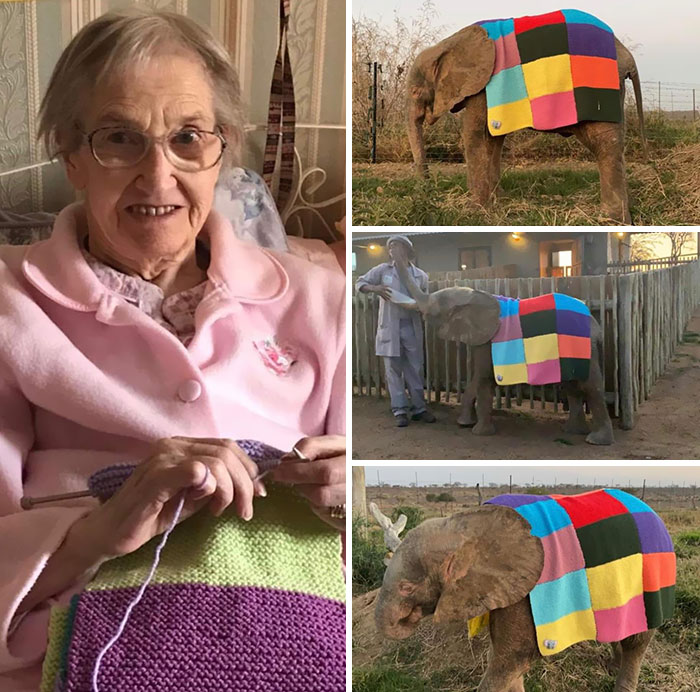 My Nana Knitted A Blanket For A Baby Elephant Called Khanyisa In South Africa, It Arrived Yesterday From The UK After 4 Months And She Is So Happy