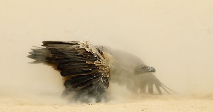 I Quit My Job In Finance And Have Been Photographing Wildlife Ever Since, Here Are My 30 Favorite Pics