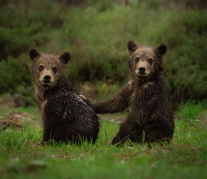 I Gave Up “Normal Life” For Wildlife Photography, Here Are 40 Of My Photos