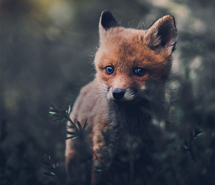 I Tried To Make My Way To Get To Red Foxes And I Finally Earned Their Trust To Photograph Them Up Close (30 Pics)