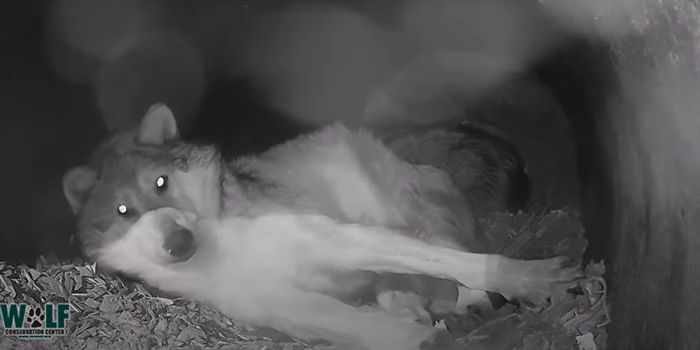 Adorable Video Of This Mama Wolf's Free Time Being Interrupted By Her Pups Is Capturing People's Hearts Adorable Video Of This Mama Wolf's Free Time Being Interrupted By Her Pups Is Capturing People's Hearts