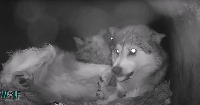 Adorable Video Of This Mama Wolf's Free Time Being Interrupted By Her Pups Is Capturing People's Hearts Adorable Video Of This Mama Wolf's Free Time Being Interrupted By Her Pups Is Capturing People's Hearts