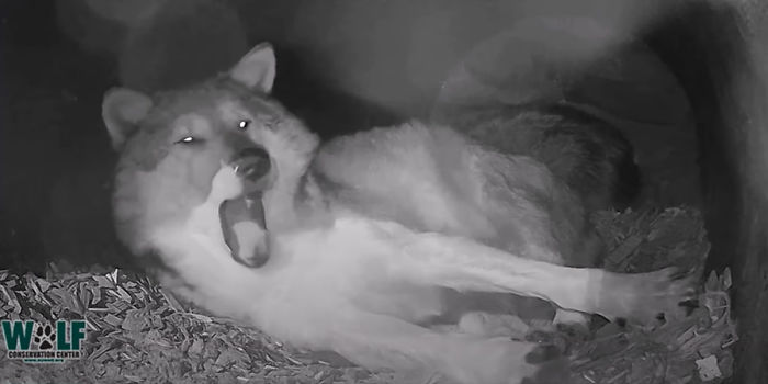 Adorable Video Of This Mama Wolf's Free Time Being Interrupted By Her Pups Is Capturing People's Hearts Adorable Video Of This Mama Wolf's Free Time Being Interrupted By Her Pups Is Capturing People's Hearts