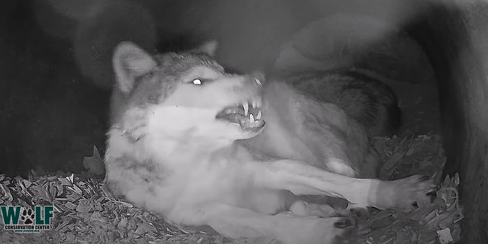Adorable Video Of This Mama Wolf's Free Time Being Interrupted By Her Pups Is Capturing People's Hearts Adorable Video Of This Mama Wolf's Free Time Being Interrupted By Her Pups Is Capturing People's Hearts