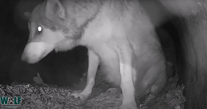 Adorable Video Of This Mama Wolf's Free Time Being Interrupted By Her Pups Is Capturing People's Hearts Adorable Video Of This Mama Wolf's Free Time Being Interrupted By Her Pups Is Capturing People's Hearts